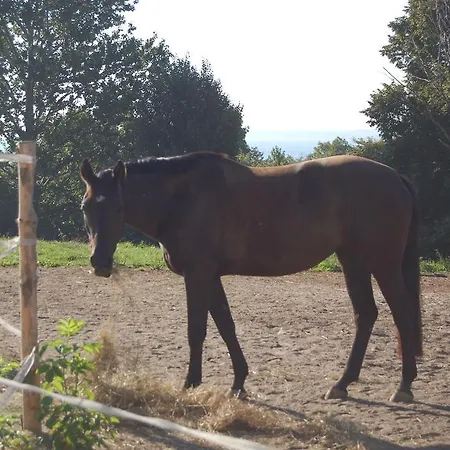 Baltic Horse Retreat Agroturismo Swarzewo
