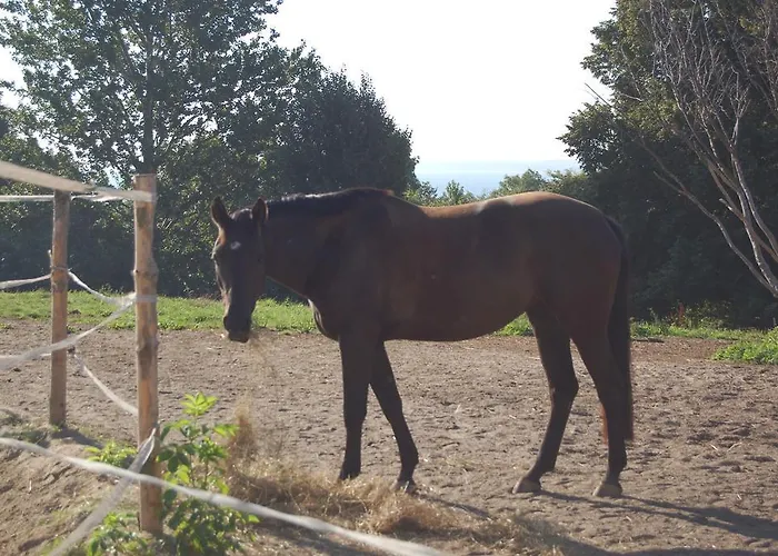 Stajnia 农家乐 斯瓦热沃